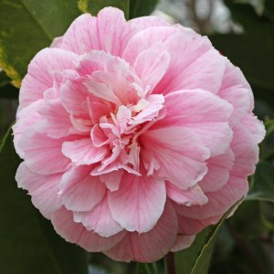 Camellia japonica 'High Hat'