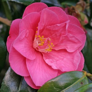 Camellia japonica 'High Wide'n Handsome'