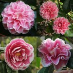 Camellia japonica 'Hikarugenji'