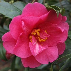Camellia 'Hilo'