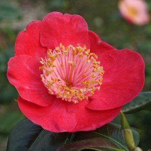 Camellia japonica 'Hinomaru'