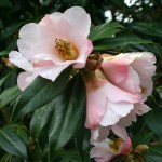 Camellia x williamsii 'Hiraethlyn'