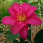 Camellia x vernalis 'Hiryû'