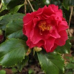 Camellia japonica 'Holly Bright'