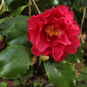 Camellia japonica 'Holly Bright'