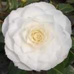 Camellia japonica 'Honeyglow'