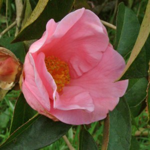 Camellia honkongensis