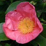 Camellia 'Hooker'