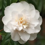 Camellia x williamsii 'Hope'