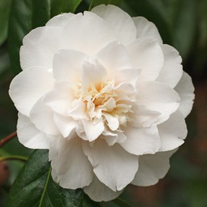 Camellia x williamsii 'Hope'