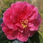 Camellia 'Howard Asper'