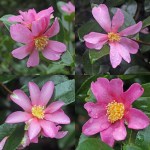 Camellia sasanqua 'Hugh Evans'