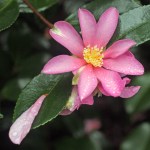 Camellia sasanqua 'Hugh Evans'