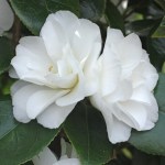 Camellia japonica 'Ice Queen'