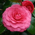 Camellia japonica 'Imbricata'