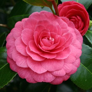 Camellia japonica 'Imbricata'