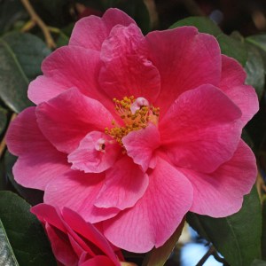 Camellia 'Inspiration'