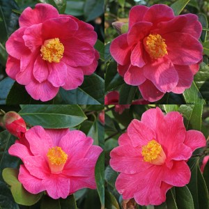 Camellia 'Interval'