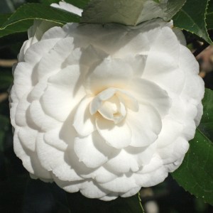 Camellia japonica 'Ivory Tower'