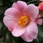 Camellia x williamsii 'J.C. Williams'