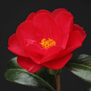 Camellia x williamsii 'Jamie'