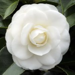 Camellia japonica 'Janet Waterhouse'