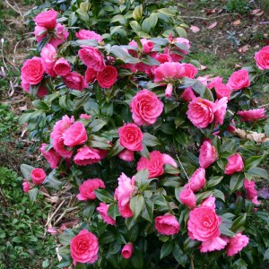 Camellia x williamsii 'Jean Claris'