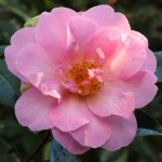 Camellia x williamsii 'Jenefer Carlyon'