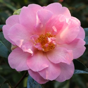 Camellia x williamsii 'Jenefer Carlyon'