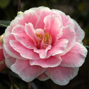 Camellia x williamsii' 'Jennifer Trehane'