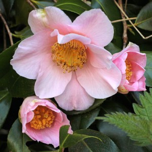 Camellia japonica 'Jennifer Turnbull'