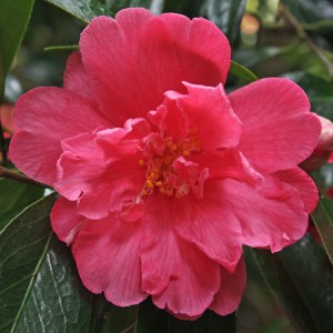 Camellia japonica 'Jessie Katz'