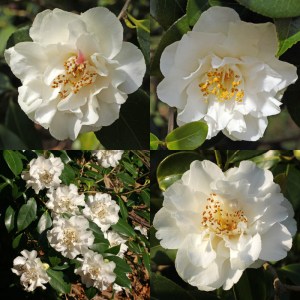 Camellia x williamsii 'Jill Totty'