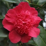 Camellia japonica 'Jingle Bells'