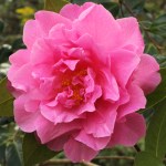 Camellia x williamsii 'Joan Trehane'