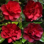 Camellia japonica 'John Tooby'
