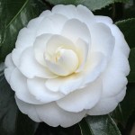 Camellia japonica 'Joshua E Youtz'