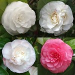 Camellia japonica 'Jovey Carlyon'