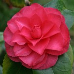 Camellia japonica 'Julia Drayton'