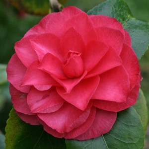 Camellia japonica 'Julia Drayton'