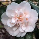 Camellia japonica 'Julia France'