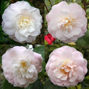 Camellia x williamsii 'Julia Hamiter'
