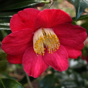 Camellia japonica 'Juno'