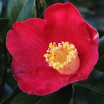 Camellia japonica 'Jupiter' (Paul)