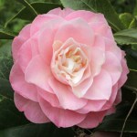 Camellia japonica 'Just Darling'