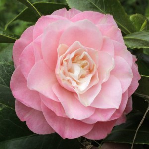 Camellia japonica 'Just Darling'