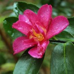 Camellia hiemalis 'Kanjirô'
