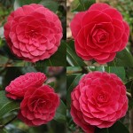 Camellia japonica 'Katherine Nuccio'