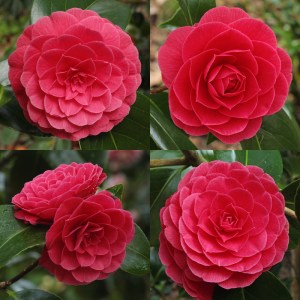 Camellia japonica 'Katherine Nuccio'