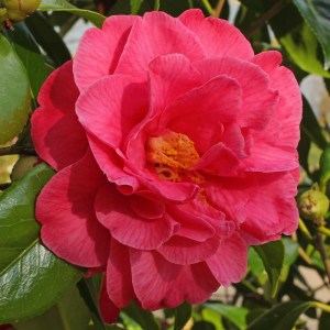 Camellia japonica 'Katie'